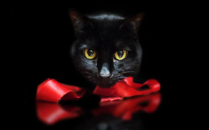 cat holiday